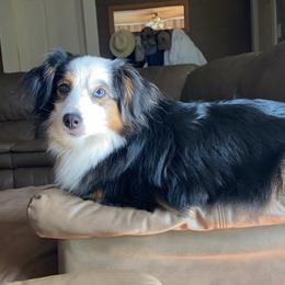 Maggie - Miniature American Shepherd