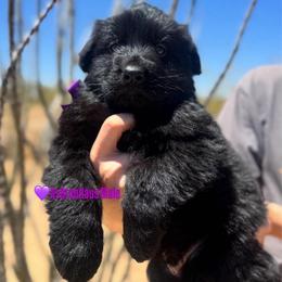 BB litter purple collar - Black male German Shepherd puppy in Wickenburg, Arizona from Vom AshtonHaus German Shepherds