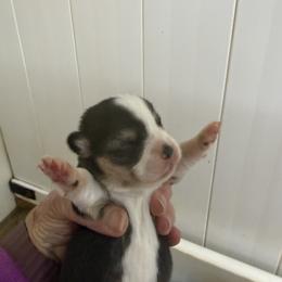 Boy 2 - Black and tan male Pembroke Welsh Corgi puppy in Moulton, Alabama from Reed's Pembroke Corgi Welsh