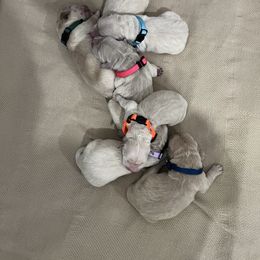 Golden Retriever Puppies from Mia Ragazza Golden Retrievers