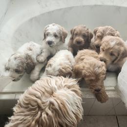 Goldendoodle Puppies from Costa's Curly Canines