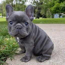 French Bulldogs from The Sophisticated Frenchie