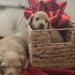 Cupid - Cream Dachshund puppy in Midland, Michigan from Holiday Dachshunds