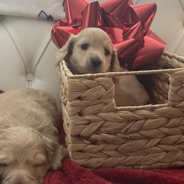 Cupid - Cream Dachshund puppy in Midland, Michigan from Holiday Dachshunds
