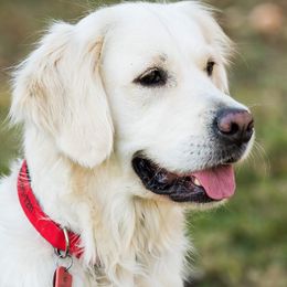 Rosie - Golden Retriever