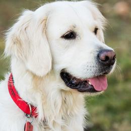 Rosie - Golden Retriever