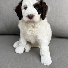 Australian Labradoodle Puppies from Sweet Home Labradoodles