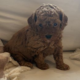 Oakley - Apricot female Poodle puppy in Rochester, New York from Mellies Miniature Poodles