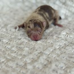 Miso - Chocolate merle male Pomeranian puppy in Canandaigua, New York from Fingerlakes Pomeranians
