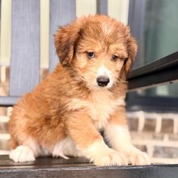 Jasper - Red tri-color male Aussiedoodle puppy in Eastman, Georgia from Dood B Ranch