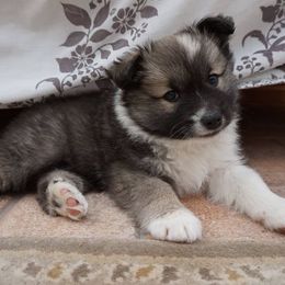 Icelandic Sheepdog Puppies from Greenbrier Icelandics
