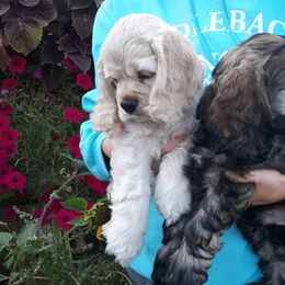 Cocker Spaniel Puppies from Doc's Cockers