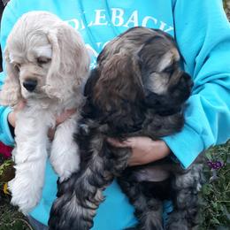 Cocker Spaniel Puppies from Doc's Cockers