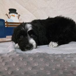 Toast - Black and white male Sheepadoodle puppy in Weatherford, Texas from Oodles of poodles and doodles