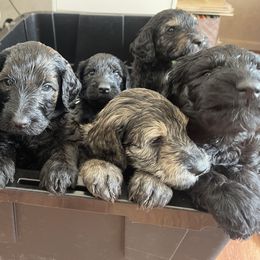 Schnoodle Puppies from Gooch Canines (Giant Schnoodles)