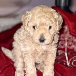 Taz - Cream male Maltipoo puppy in Lochbuie, Colorado from ABLE