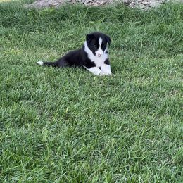 Border Collie Puppies from Pineview Farm