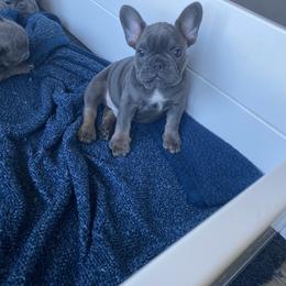 French Bulldog Puppies from Silver Spoon French Bulldogs