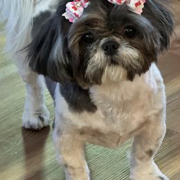 Shih Tzu All Grown Up from P and J Farms