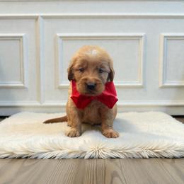 Red collar male - Dark golden male Golden Retriever puppy in Baytown, Texas from Golden Tails of Texas