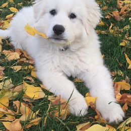 Great Pyrenees Puppies from Sugar Pine Pyrenees