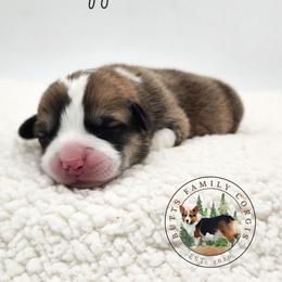 Flapjack - Red male Pembroke Welsh Corgi puppy in Cameron, North Carolina from Butts Family Corgis