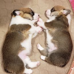 Pembroke Welsh Corgi Puppies from Barks Farms Corgis
