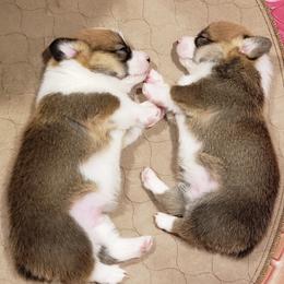Pembroke Welsh Corgi Puppies from Barks Farms Corgis