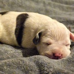 Pink - Blue tri-color female American Bully puppy in Lexington, Kentucky from Deuce's Den