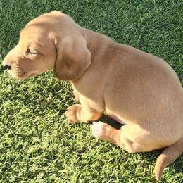 Porky - Cream male Dachshund puppy in Shallotte, North Carolina from Happy Acres  Miniature Dachshunds