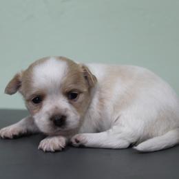 Banana Split - Cream and white female Chihuahua puppy in Willamina, Oregon from Cherished Chihuahuas