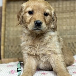 Miss Seafoam - Golden female Golden Retriever puppy in Tonasket, Washington from Denzil’s Goldens