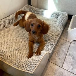 Nacho - Apricot male Cavapoo puppy in Sugarcreek, Ohio from True Hearted Doodles