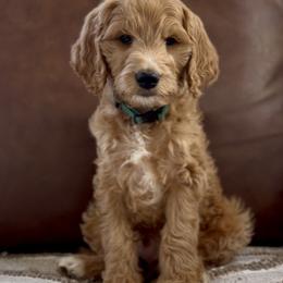 Green - Apricot male Goldendoodle puppy in St George, Utah from Doodle Bears of Southern Utah