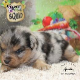 Vixen - Blue merle female Miniature Australian Shepherd puppy in Ronan, Montana from Dirt Road Aussie’s of Montana