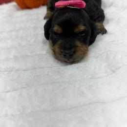 Minnie - Black and tan female Dachshund puppy in Mansfield, Missouri from Owens Farm