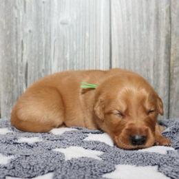 Rebel - Dark golden male Golden Retriever puppy in Guthrie, Oklahoma from Raised Right Pups