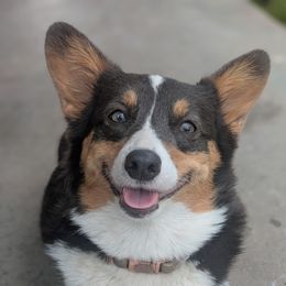 Junie - Pembroke Welsh Corgi
