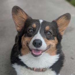 Junie - Pembroke Welsh Corgi