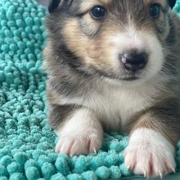 Shetland Sheepdog Puppies from K&A Shetlands Sheepdog's