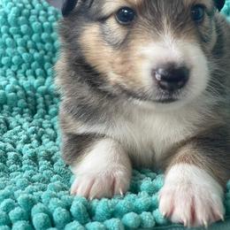 Shetland Sheepdog Puppies from K&A Shetlands Sheepdog's