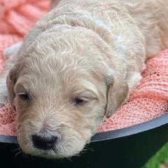 Goldendoodles from Alexa's Goldendoodles
