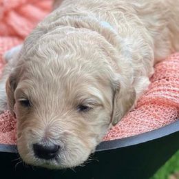 Goldendoodles from Alexa's Goldendoodles