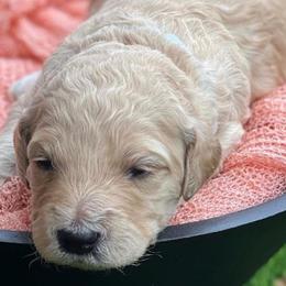 Goldendoodles from Alexa's Goldendoodles