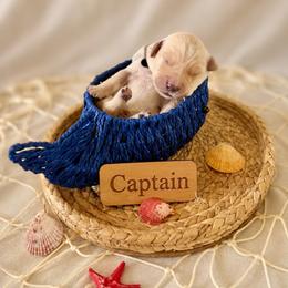 Captain - Golden male Golden Retriever puppy in San Bernardino, California from Thegoldendreams1
