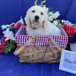 Girl 1 Red (Mazie) - Light golden Golden Retriever puppy in Pacheco, California from One Thousand Tails