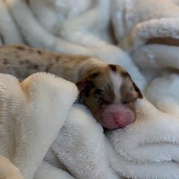 Story - Red merle female Australian Shepherd puppy in Polk City, Florida from Skaky Shepherds