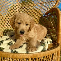 Goldendoodle Puppies from Honeydoodles