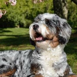 Belle - Bernedoodle