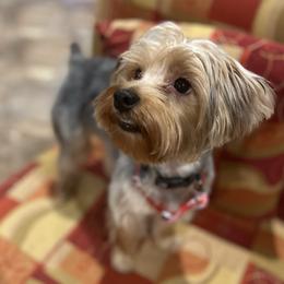 Khloe - Yorkshire Terrier